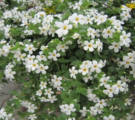 Hyssop Flower Seeds