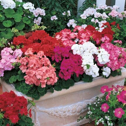 Pelargonium Peltatum Flower Seeds