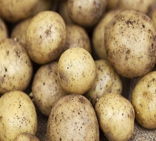 Potato Vegetable Seeds Heirloom, Non-GMO for Home Garden Planting