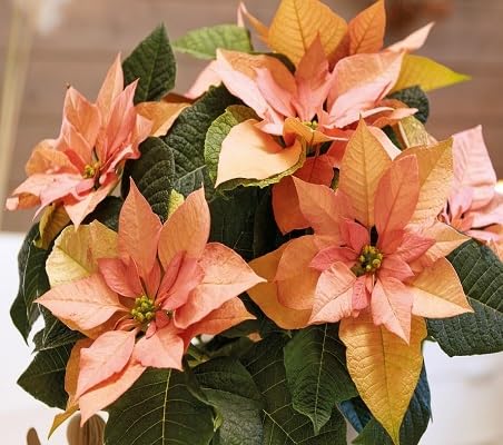 Orange Poinsettia Flower Seeds