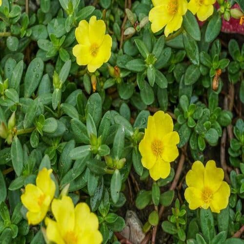 Yellow Purslane Flower Seeds