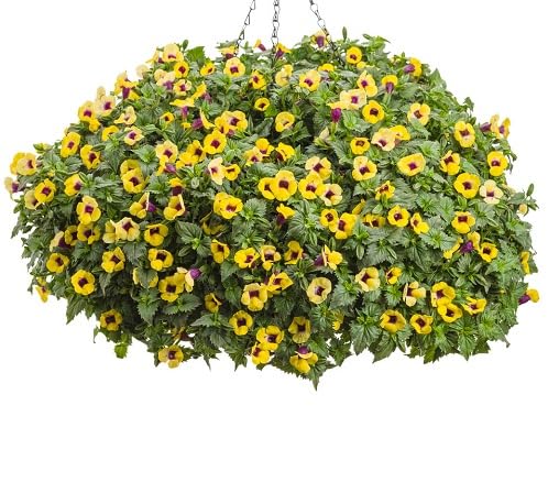 Yellow Purple torenia Flower Seeds
