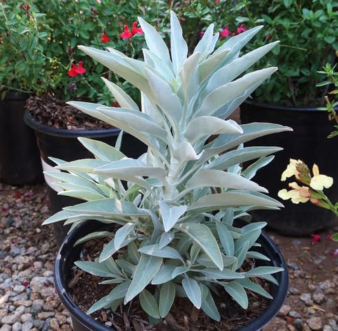 White Sage Plant Seeds herb seeds - sustainable gardening, high germination garden seeds