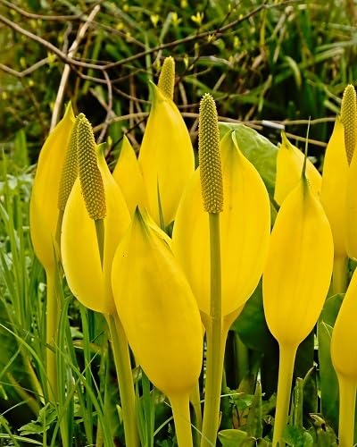 Yellow Cabbage Flower Seeds