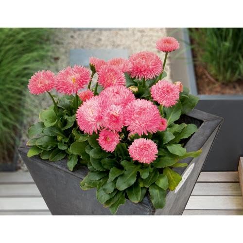 Pink Perennis Flower Seeds