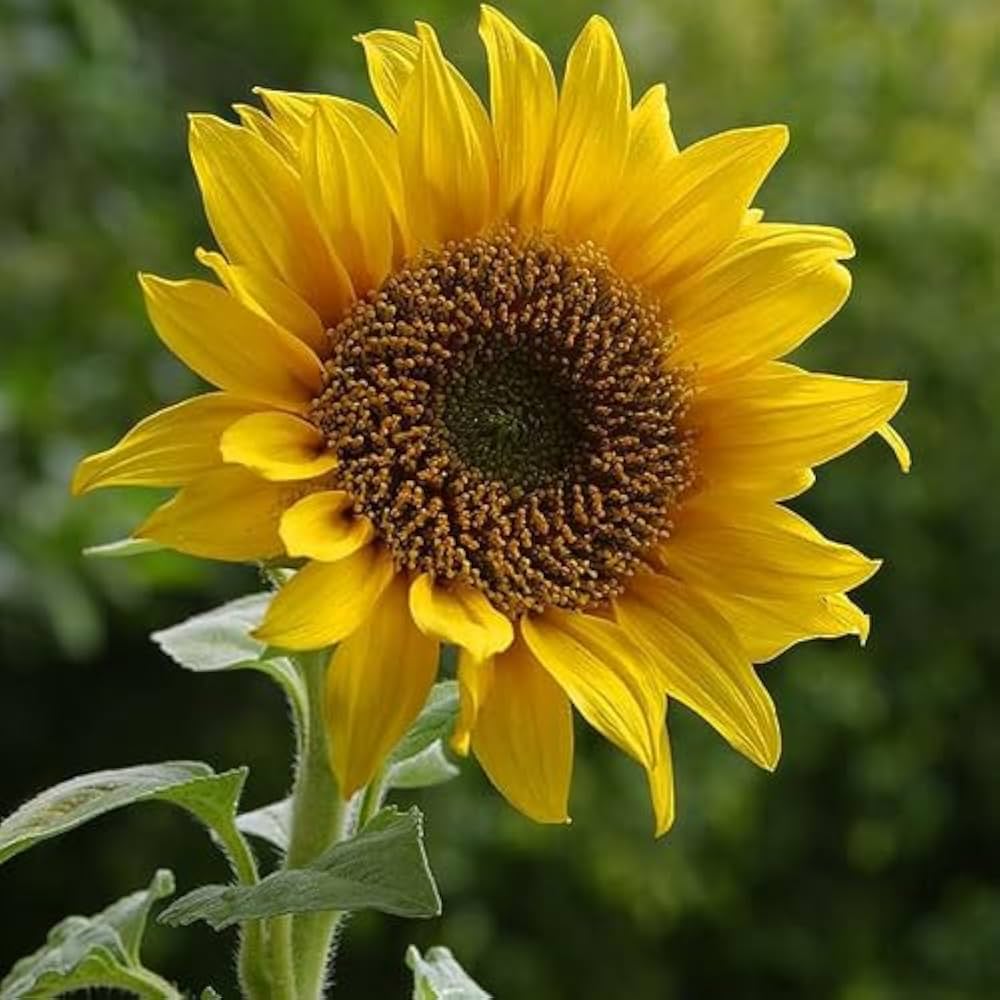 dwarf sunflower helianthus annuus Fruit Seeds