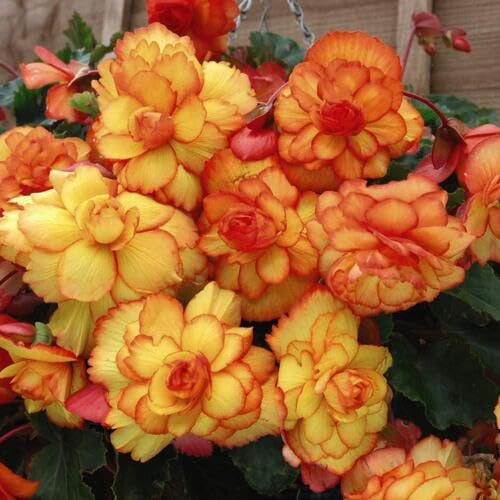 Yellow Orange Begonia Flower Seeds