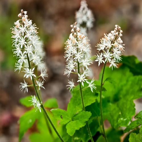 White Tiarella Flower Seeds