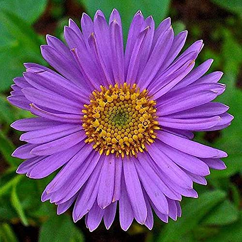 Aster Flower Seeds Perennial - Heirloom Non GMO Premium Garden Seeds for Planting