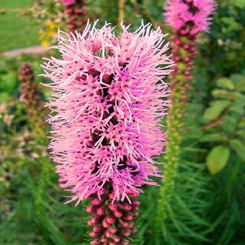 Pink Liatris Flower Seeds
