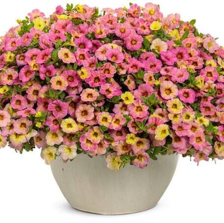 Pink Yellow Calibrachoa Flower Seeds