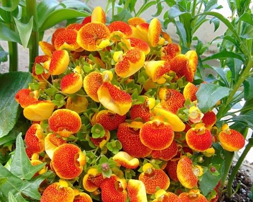 Red Calceolaria Flower Seeds