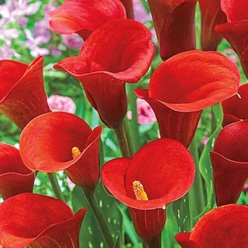Red CallaLilly Flower Seeds