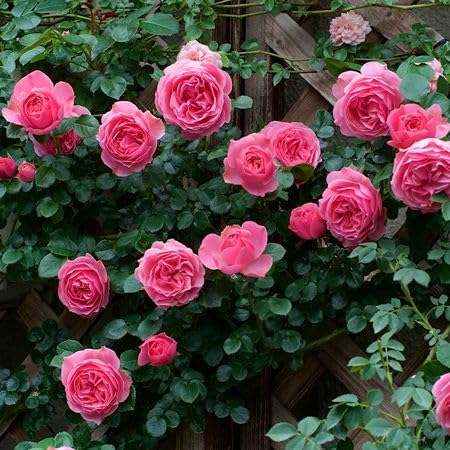 Pink Rare Rose Flower Seeds
