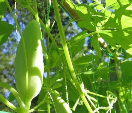 Caigua Fruit fruit seeds for organic garden planting