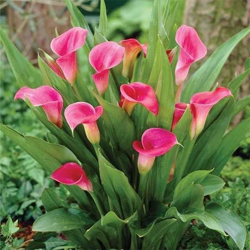 Pink Bonsai Calla Lily Flower Seeds