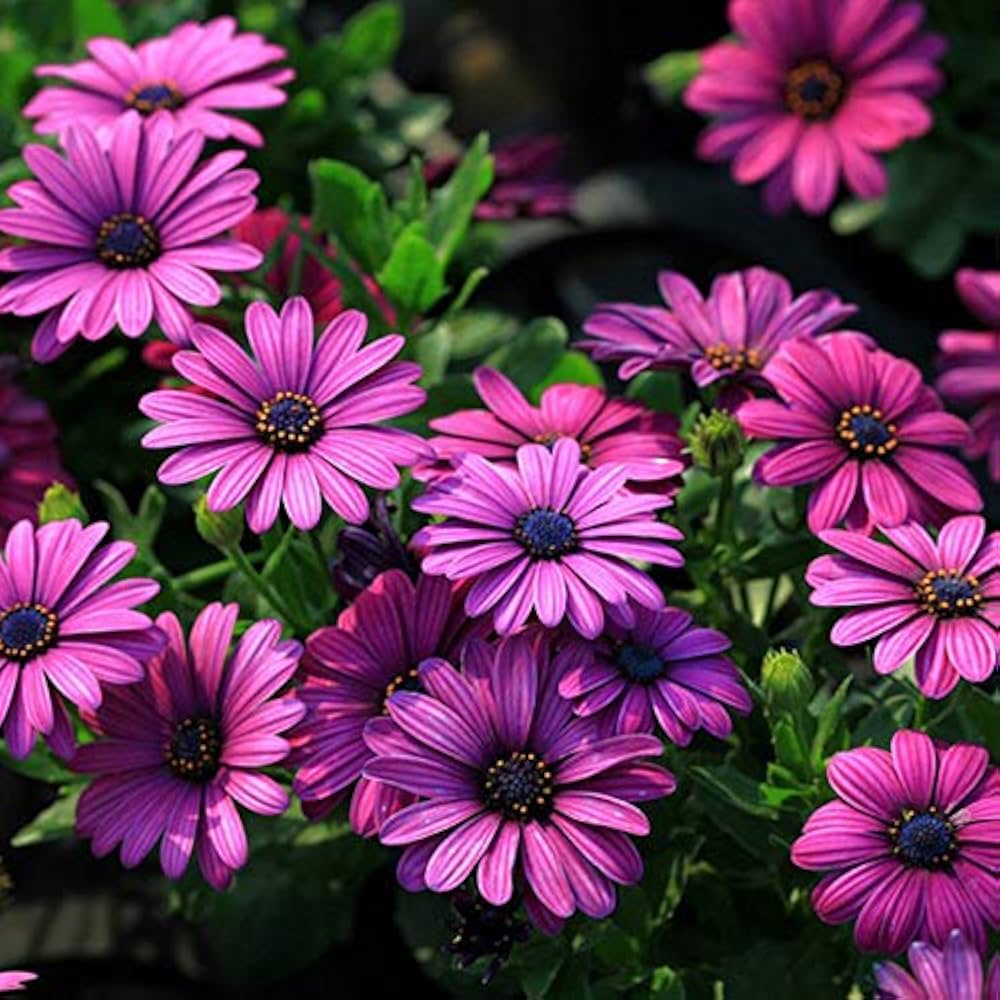 afano blue eyed daisy osteospermum indoor seeds