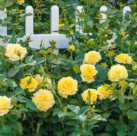 Yellow Rose Flower Seeds