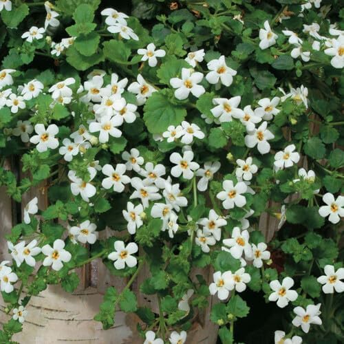 White Bacopa Flower Seeds