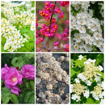 Hawthorn Flower Seeds