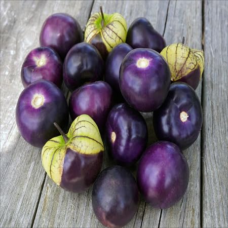 Tomatillo vegetable seeds for Home Gardening, Natural Farm Fresh Gardening Choice Premium for kitchen garden planting
