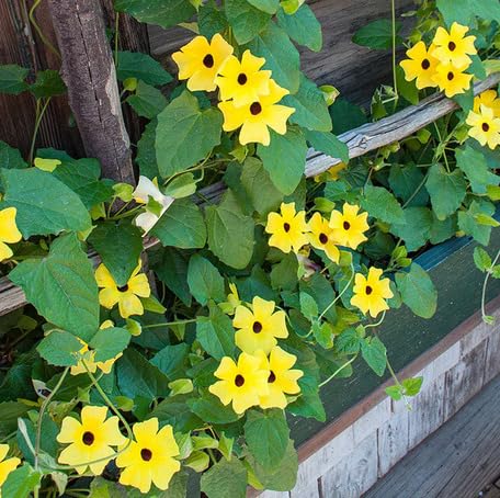Yellow Thunbergia Flower Seeds
