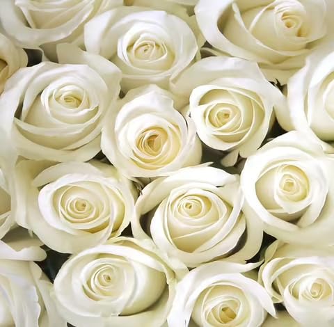 White Rose Flower Seeds