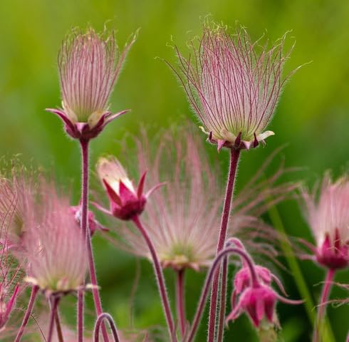 Pink Geum Triflorum Flower Seeds