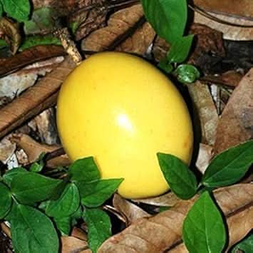 Passion Fruit Yellow Variety Lush Tropical Gardens For Kitchen Fruit Seeds