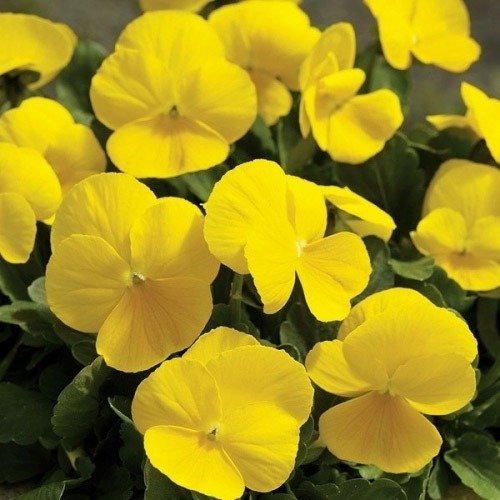 Gold Pansy Viola Tricolor