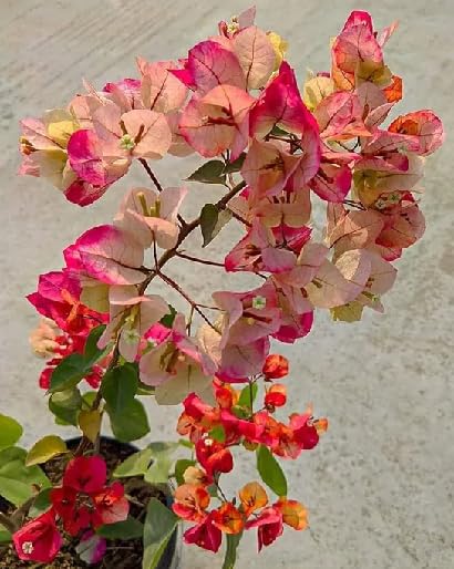 White Bougainvillea Flower Seeds