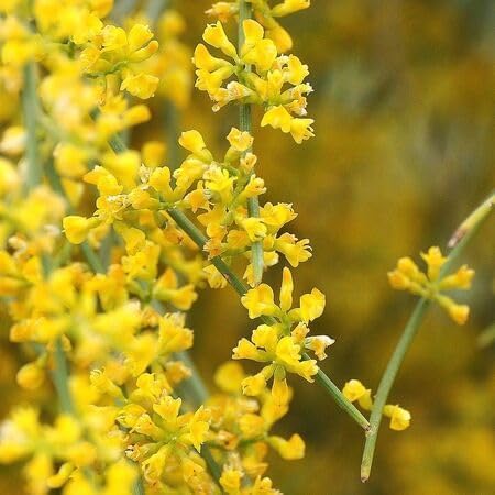 Retama sphaerocarpa Flower Seeds