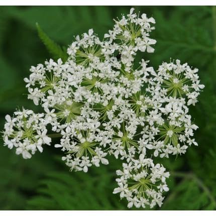 white myrrhis flower seeds