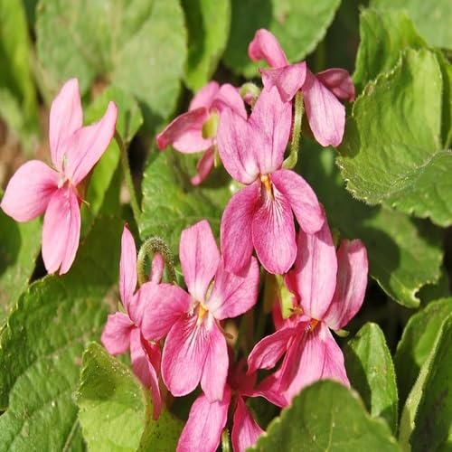 Pink Viola Odorata Flower Seeds