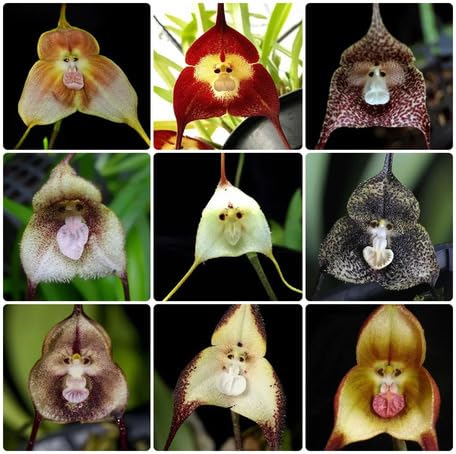 Mixed Monkey Face Orchid Flower Seeds - Heirloom Non GMO High Germination Organic Flower Seeds for Planting