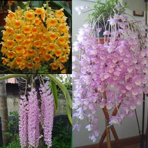 Mixed Climbing Orchid Flower Seeds