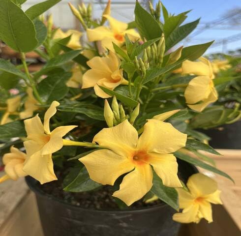 Yellow Dipladenia Flower Seeds