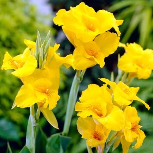 Yellow Canna Lily Flower Seeds