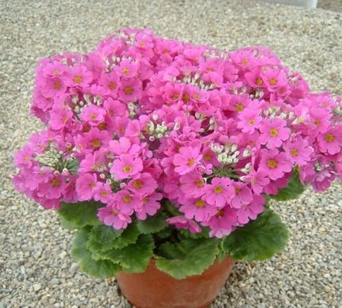 Pink Primula malacoides Flower Seeds