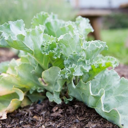 Green Crambe vegetable seeds - Heirloom, Organic, Non Gmo Garden Seeds for kitchen garden planting