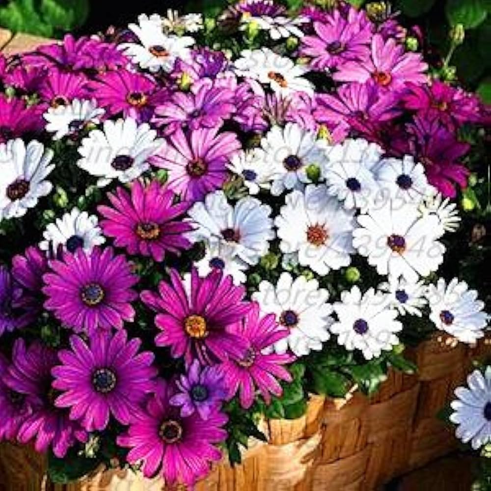 african blue eyed daisy rare osteospermum seeds