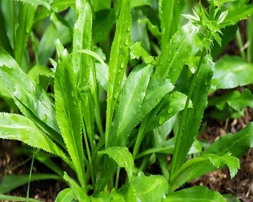 Green Culantro vegetable seeds - Heirloom, Organic, Non Gmo Garden Seeds for kitchen garden planting