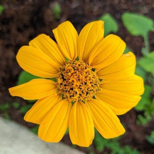 Yellow Tithonia Torch Flower Seeds
