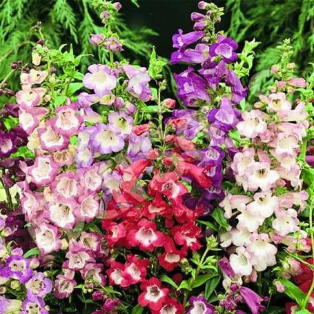 Penstemon Flower Seeds
