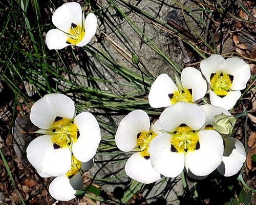 white calochortus flower seeds