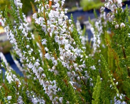 White Calluna Flower Seeds