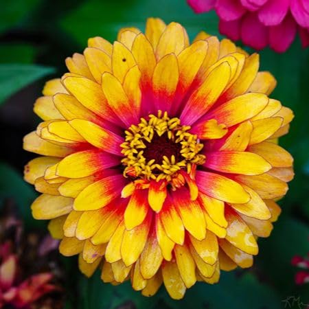 yellow zinnia flower seeds
