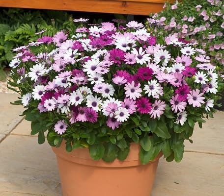 Mixed Osteospermum Flower Seeds
