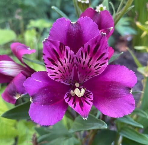 Purple Alstroemeria Flower Seeds