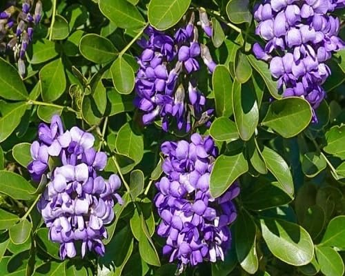 Purple Laurel Flower Seeds